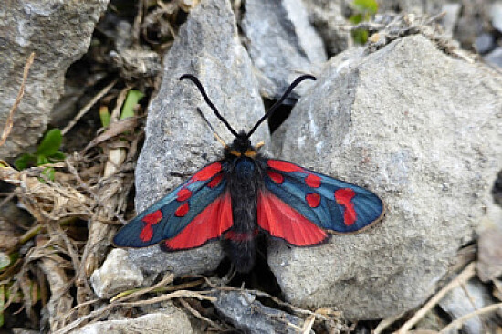 Zygaena anthyllidis