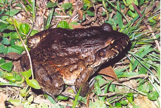 Leptodactylus labirinthicus