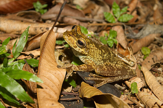 Hypsiboas rosembergi