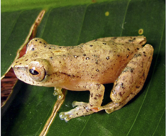 Dendropsophus berthalutzae