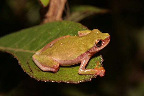 Dendropsophus elianeae