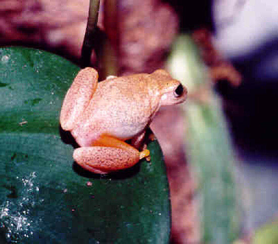 Dendropsophus phlebodes