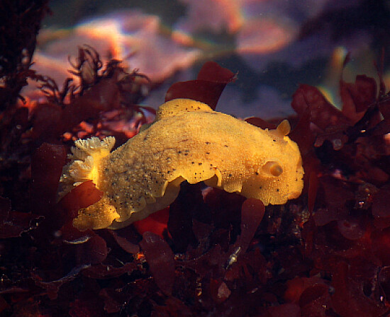 Anisodoris nobilis