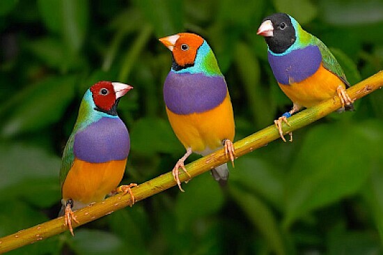 HERMOSAS AVES