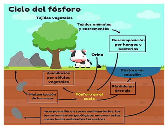 ciclo del fosforo