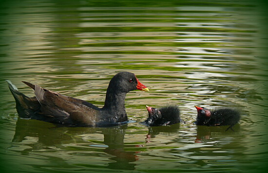 Poule d 'eau et ses petits