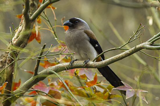 Grey treepie