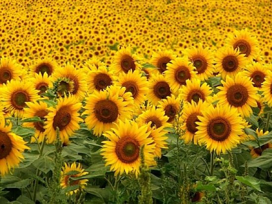 GIRASOLES