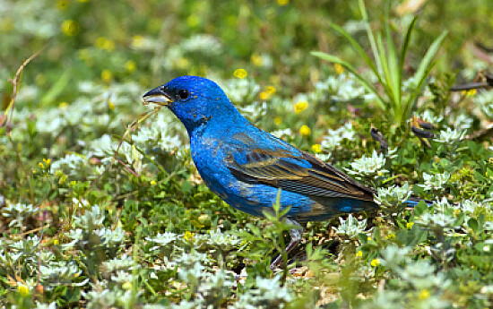 Passerina careulea