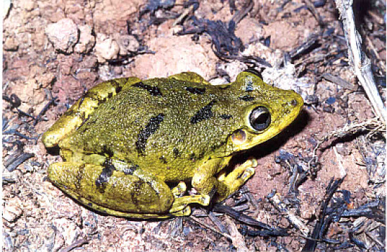 Scinax fuscovarius