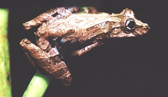 Scinax hiemalis