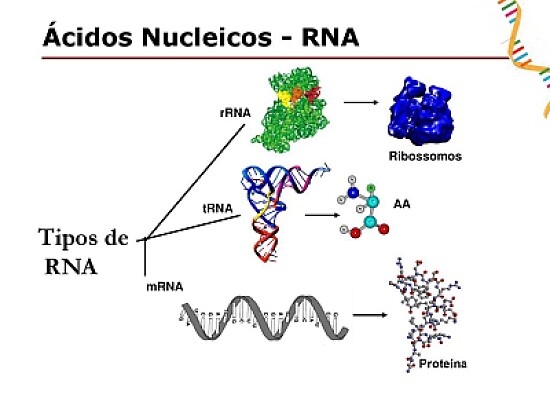 RNA