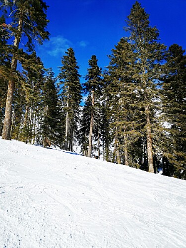 Neve e floresta