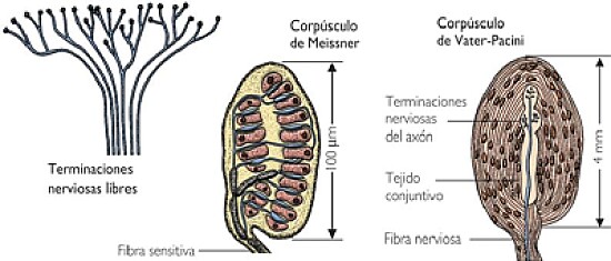 terminaciones nerviosas