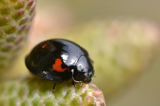 Coccinella del pino