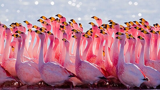 FLAMINGOS