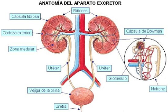 SISTEMA EXCRETOR