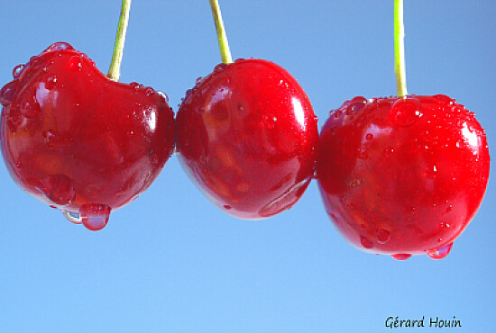 CERISES