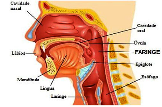 ANATOMIA DA LARINGE