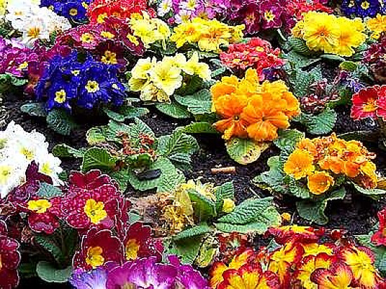 Primulas