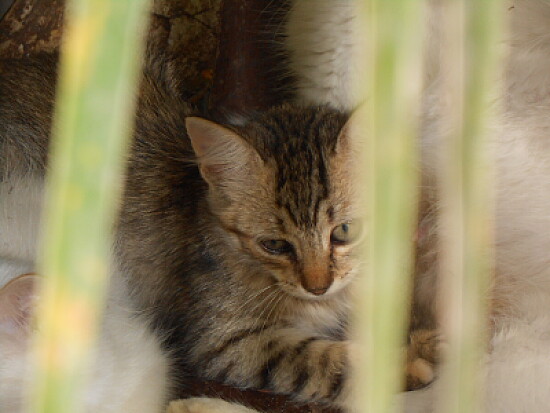 gatinho fofo