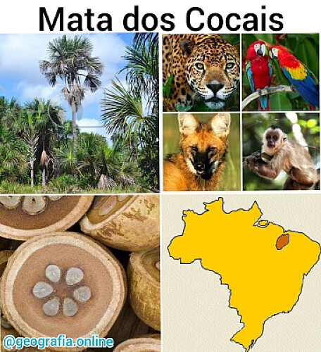 ESTÁ ENTRE FLORESTA AMAZÔNICA, CERRADO E CAATINGA!