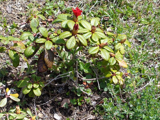 Rhododendron Chaumont