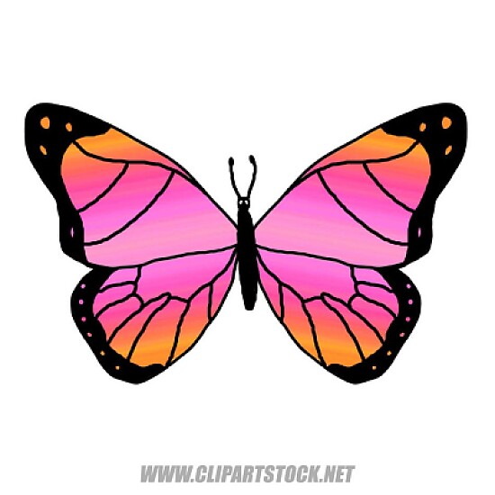 Colorful Butterfly