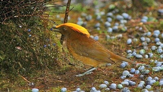 Uccello giardiniere di buon gusto