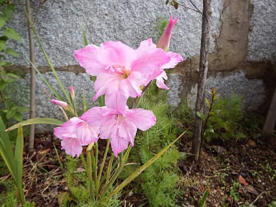 FLOWERS