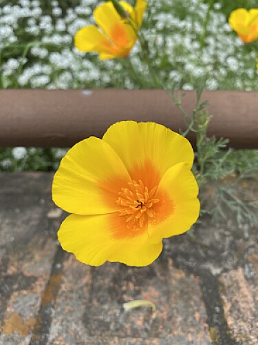 Naturaleza y Ciudad - Antejardines Tunja