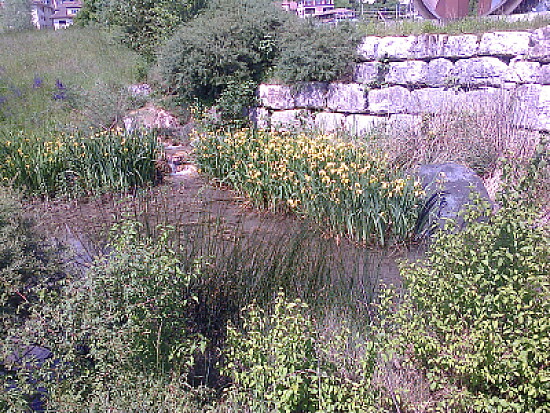 St-Blaise iris d 'eau