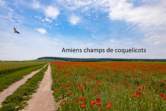 Champ de coquelicots