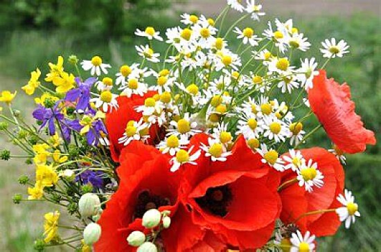 Bouquet de coquelicots