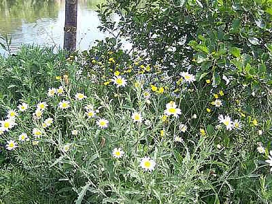 Wild Flowers