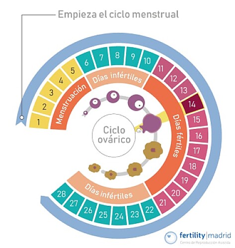 El ciclo menstrual