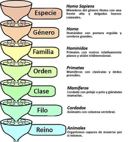 Taxonomia