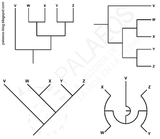 cladogramas