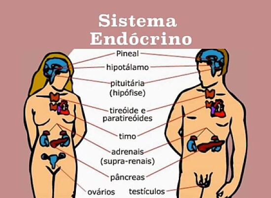 SISTEMA ENDOCRINO 8ºC