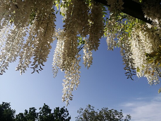 wisteria alba