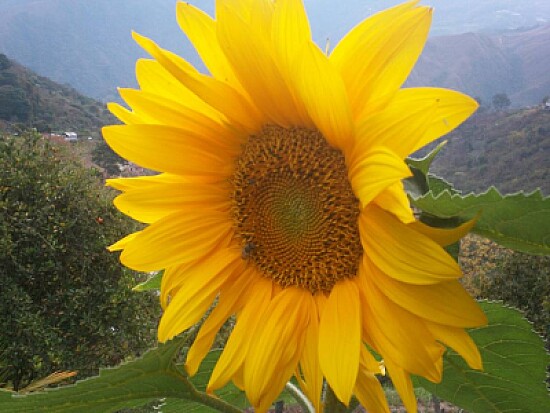 girasoles