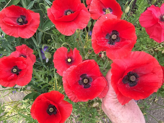 Red Poppies