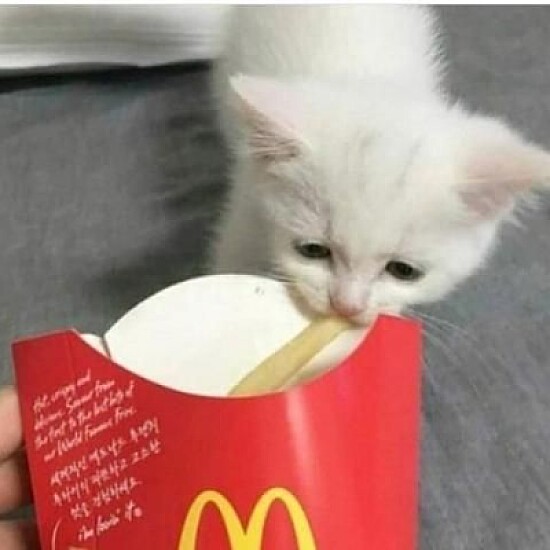 gatinho comendo batata