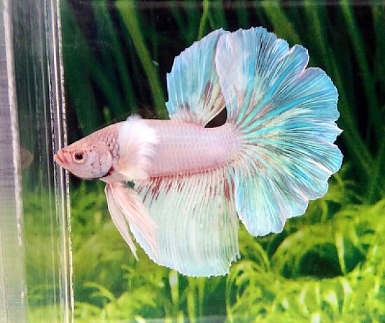 Betta