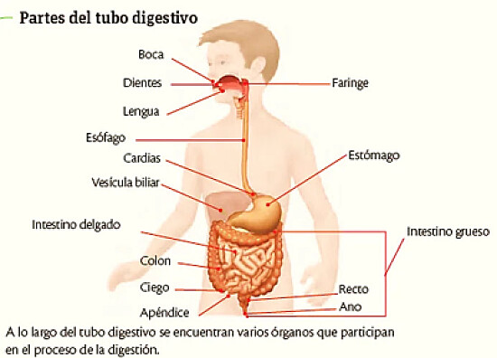 SISTEMA DIGESTIVO