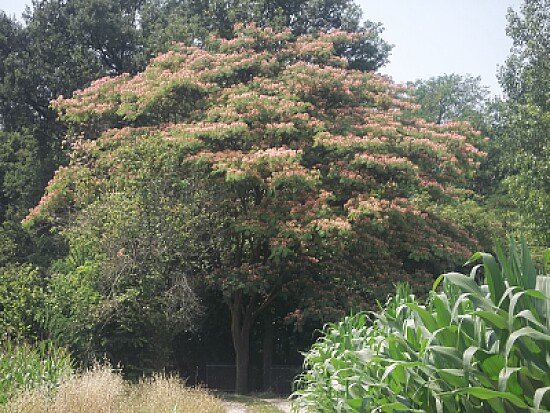 acacia