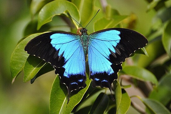 Papilio montrouzieri