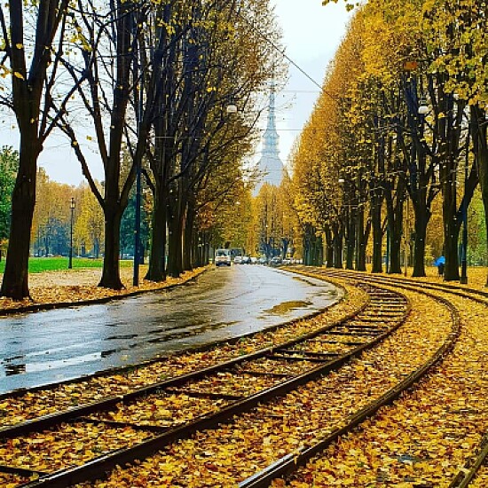 tram trees torino