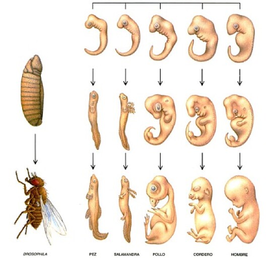 Evidencias embriológicas