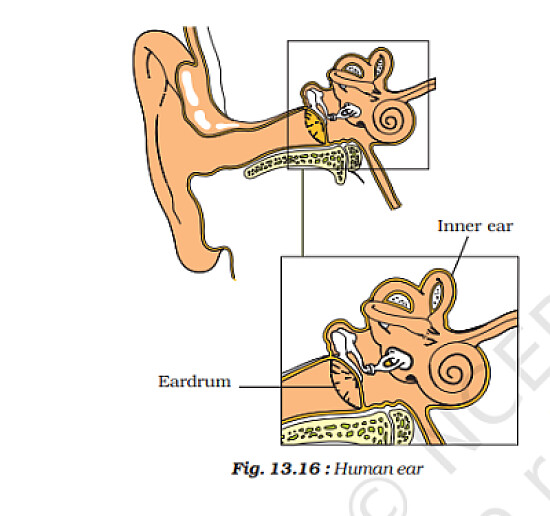 human ear